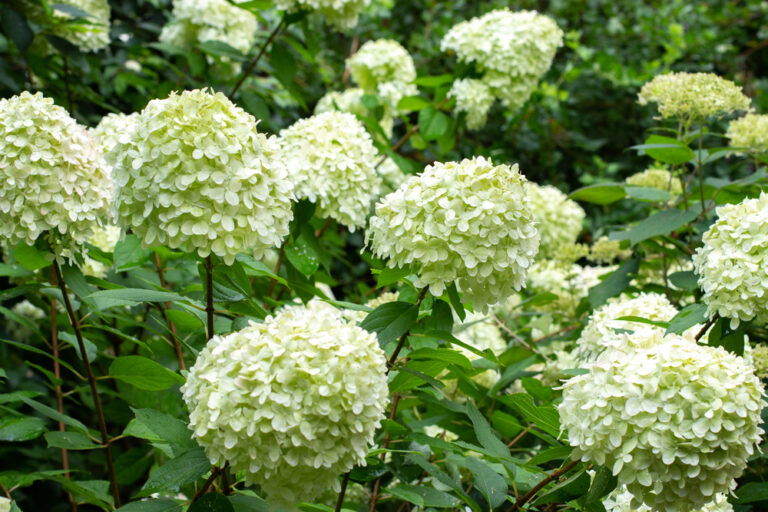 Hortensie Gr Ne Bl Ten Ursachen L Sungen