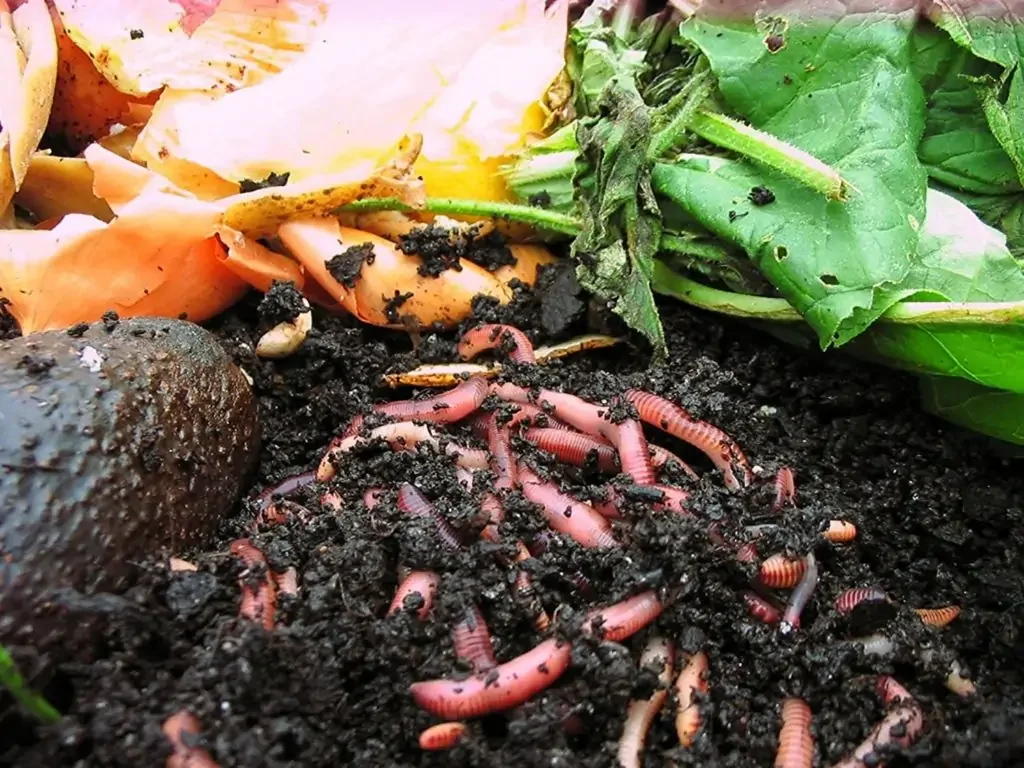 Kompostwürmer liegen im Kompost