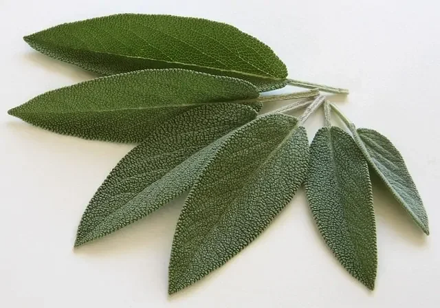 Salbei Blätter auf weißem Hintergrund