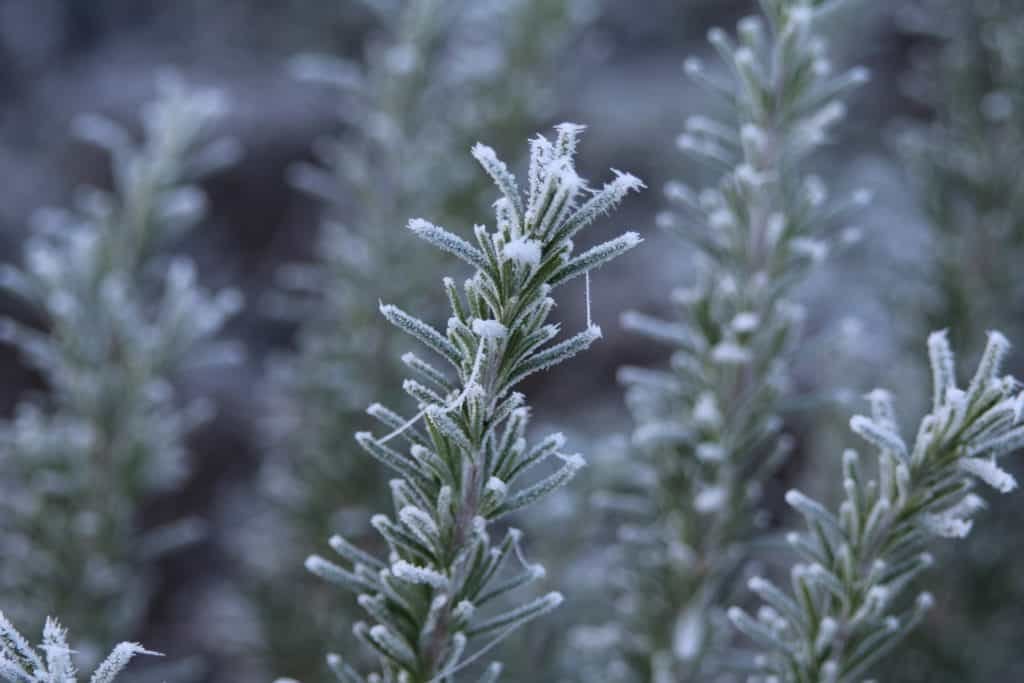 Rosmarin mit Frost im Winter