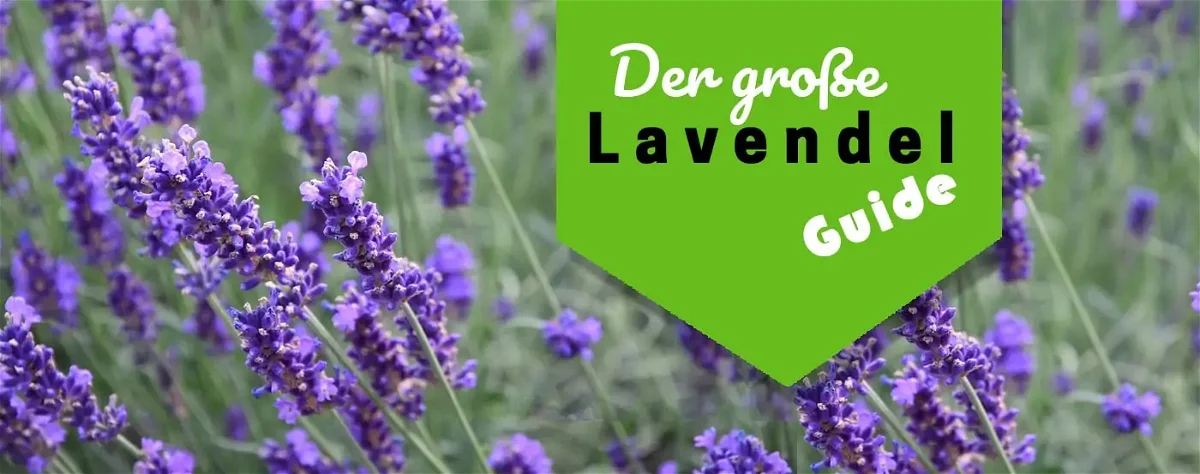 Lavendel Pflege: Am richtigen Standort pflanzen, schneiden & überwintern