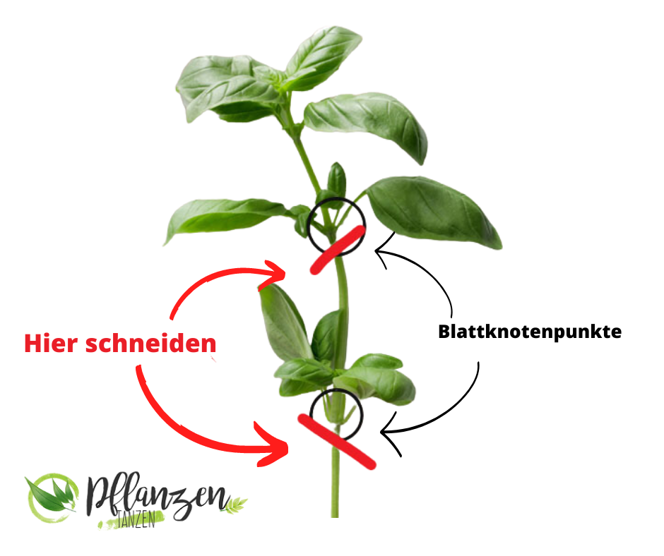 Basilikum-Pflanze, Schnittanleitung zur Vermehrung.