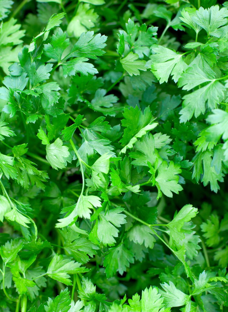 Frische grüne Petersilienblätter im Garten