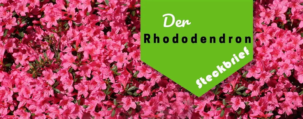 Rhododendron Pflanzen Pflege – Alles zu Standort, Boden, Vermehrung