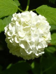 Schneeball Hortensie in weiß