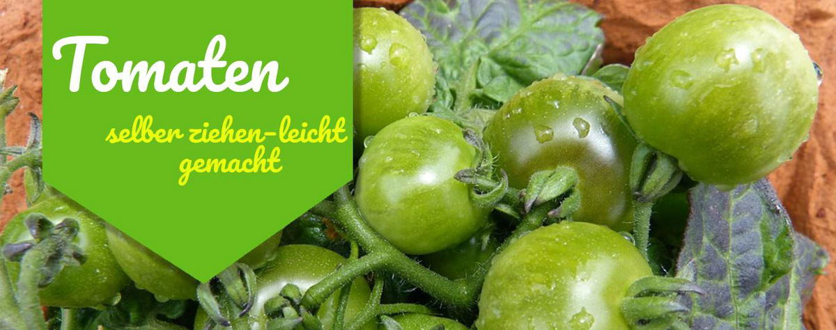 【ᐅ】Tomaten auspflanzen ins Freie Wann darf ich 2023 setzen