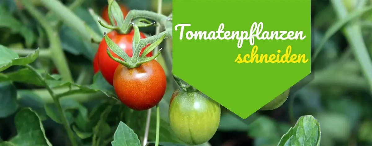 Tomatenpflanzen schneiden: Wann macht es überhaupt Sinn?