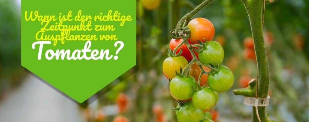【ᐅ】Tomaten am Balkon anbauen