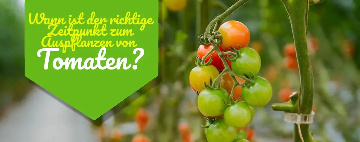 Tomaten auspflanzen ins Freie – Wann ist der richtige Zeitpunkt?