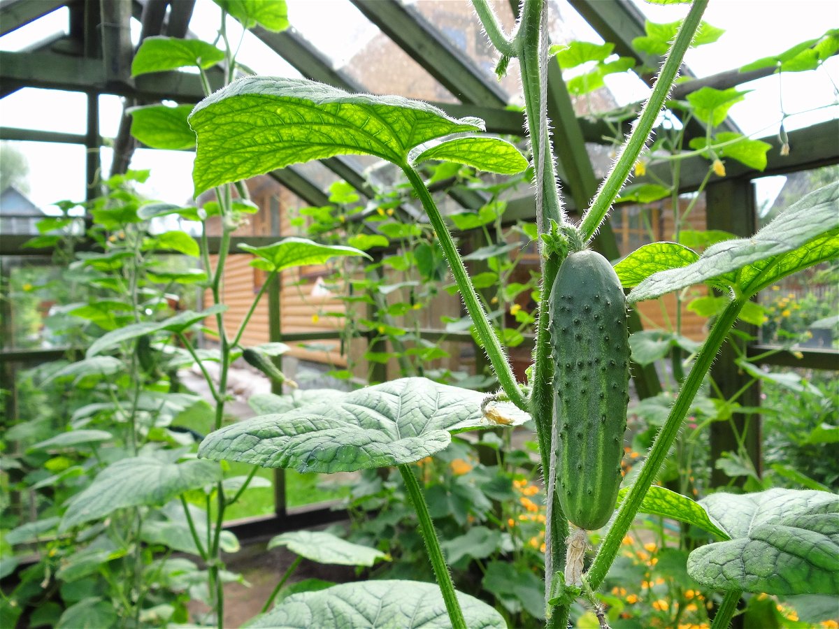 Gurken im Gewächshaus anbauen: Mit diesen einfachen Tipps für eine Riesen-Ernte