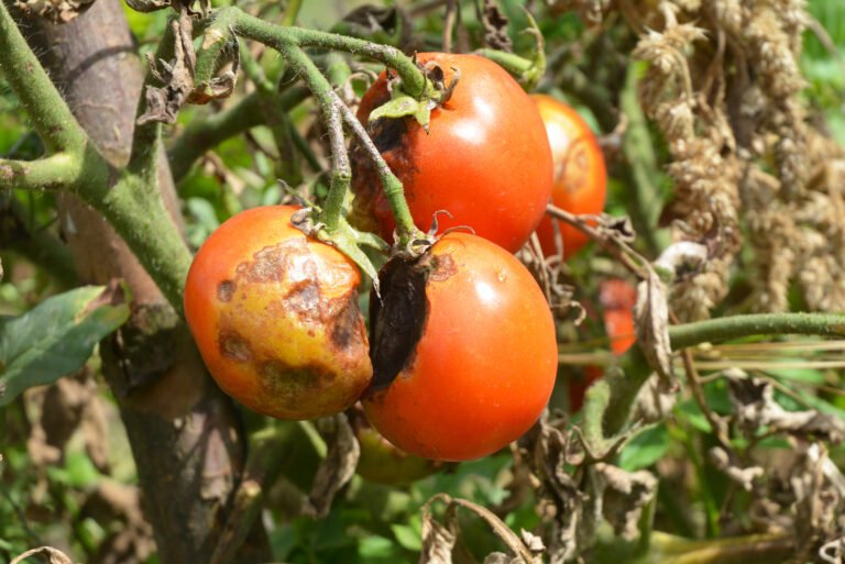 Tomaten mit Braunfäule hängen an Pflanze