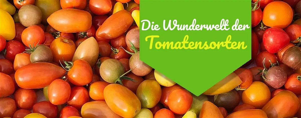 Tomatensorten: Finde die perfekte Sorte für Deinen Garten