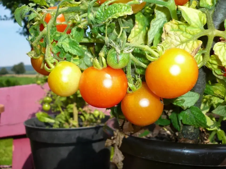 Tomaten im Topf pflanzen: Die besten Tipps für Tomatenanbau auf kleinem Raum