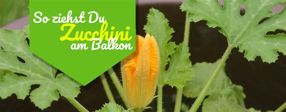 Zucchini im Topf pflanzen: Mit diesem Tipps erntest Du garantiert mehr
