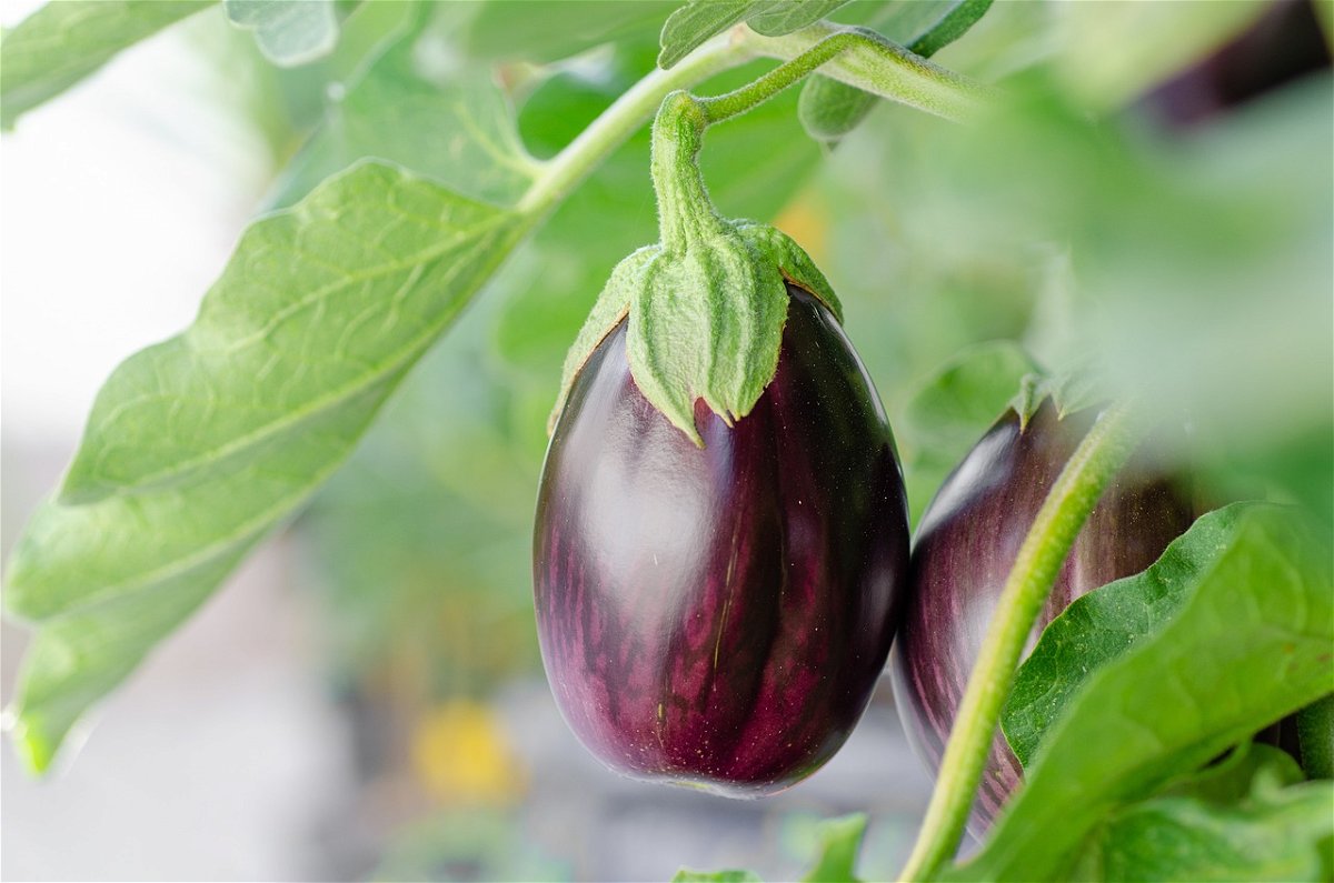 Auberginen pflanzen: Alles, was Du für einen erfolgreichen Anbau wissen musst