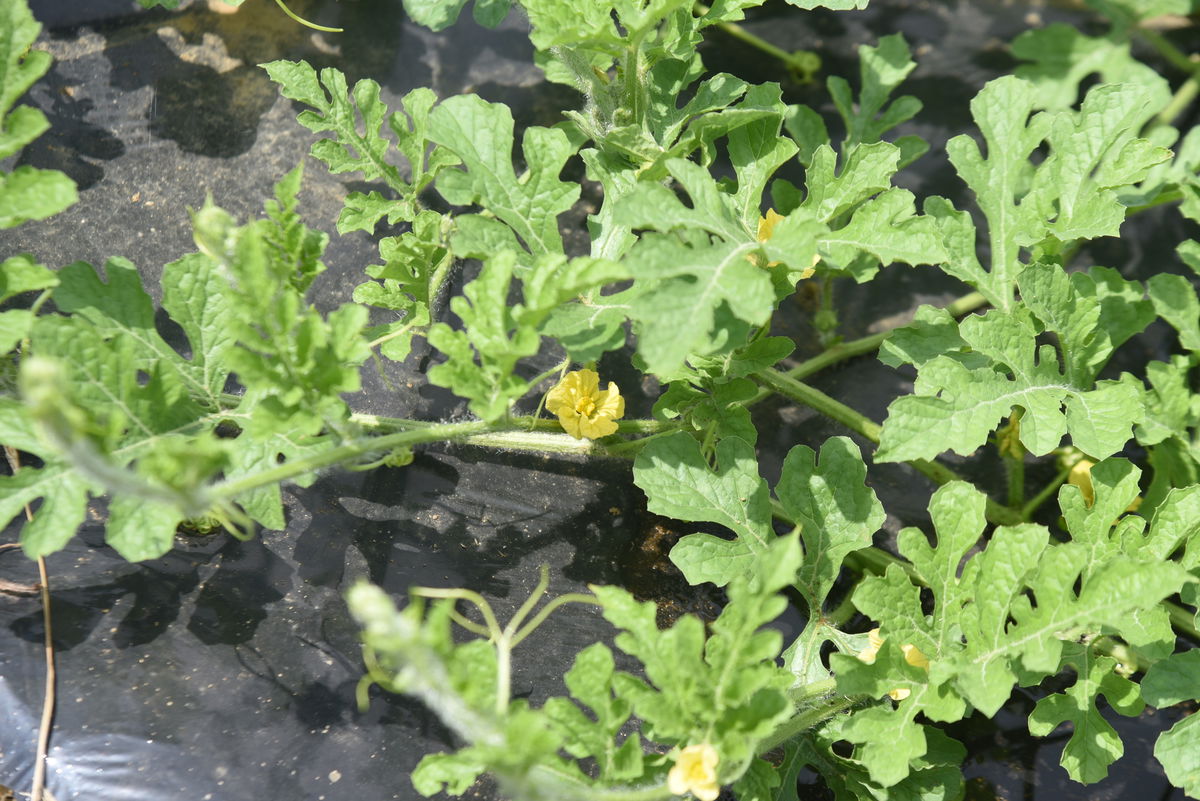 Wassermelonen selber ziehen Dein ultimativer Guide für Wassermelonen Anbau