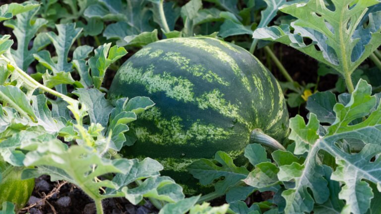 Riesige Wassermelone liegt im Garten