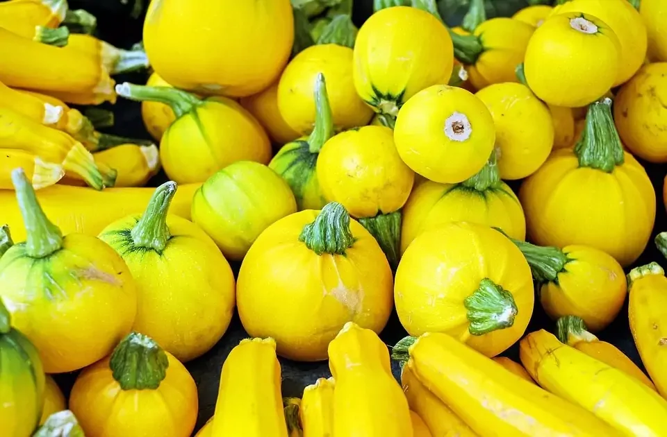 Gelbe Zucchini: Alles Sorten und Pflegehinweise im Überblick