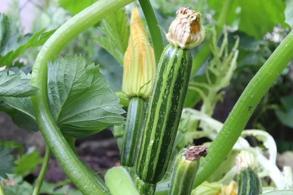 Zucchini düngen: Das sind die wichtigsten Nährstoffe für reiche Ernte