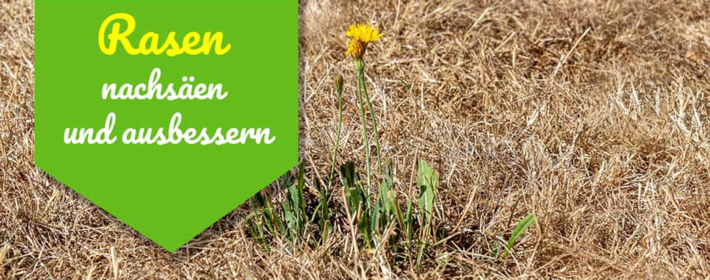 Rasen sanden Wie, warum und wann man es richtig macht