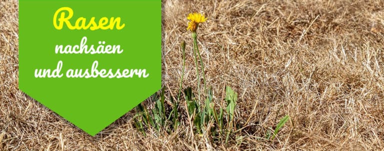 【ᐅ】Blaukorn für den Rasen verwenden? ᐅ Wann lieber sein lassen?