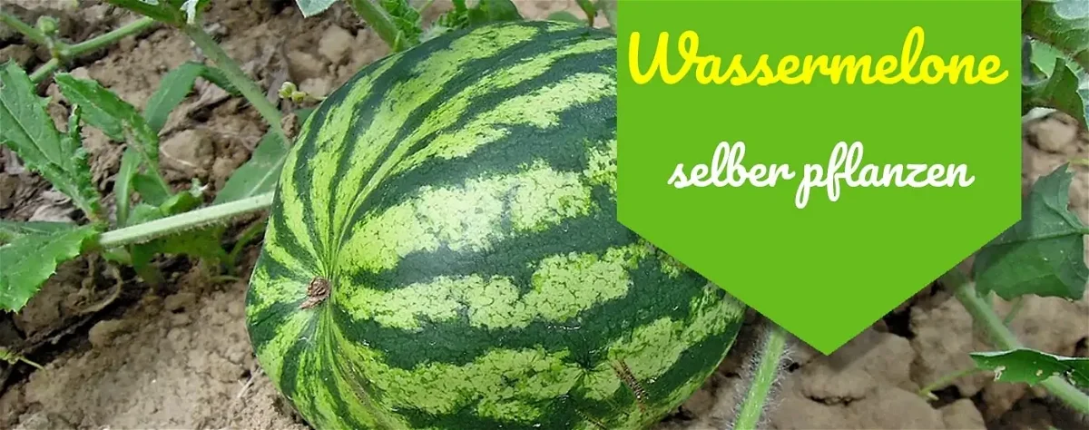 Anleitung zum Wassermelonen selber anbauen: 10 Tipps für die dicksten Melonen