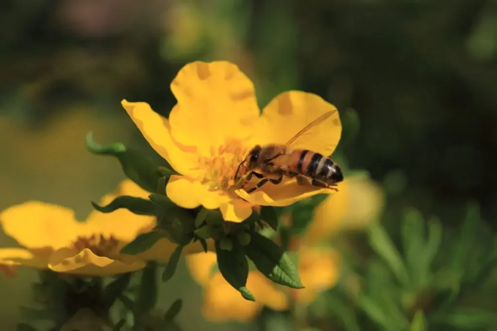 Eine Wildbiene auf einer Blüte