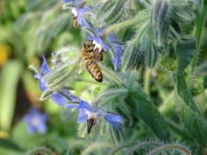 Biene sitzt auf einer Borretsch Blüte