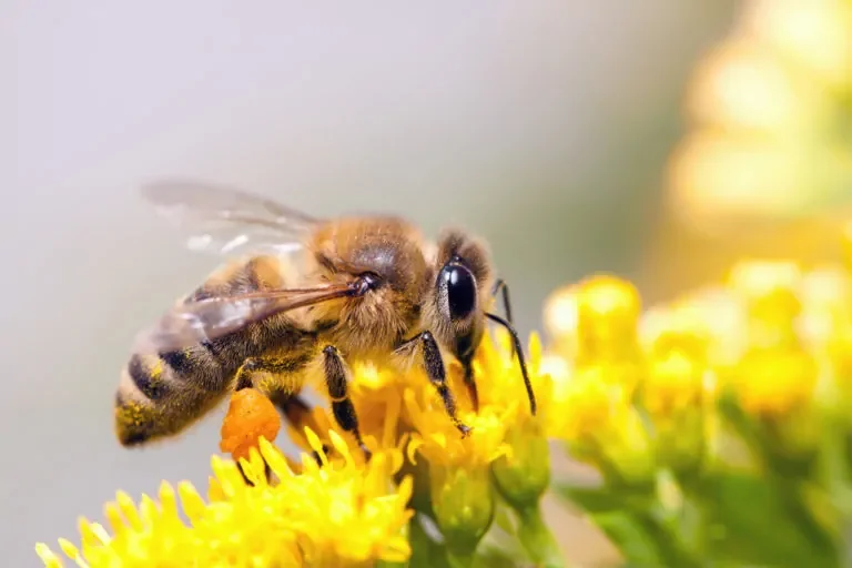 Eine Honigbiene sitzt auf einer gelben Blüte