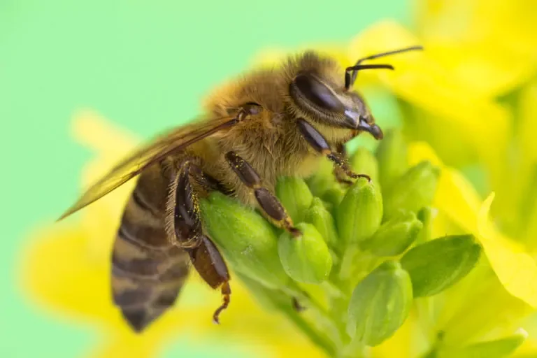 Auf einer Blüte sitzt eine Biene