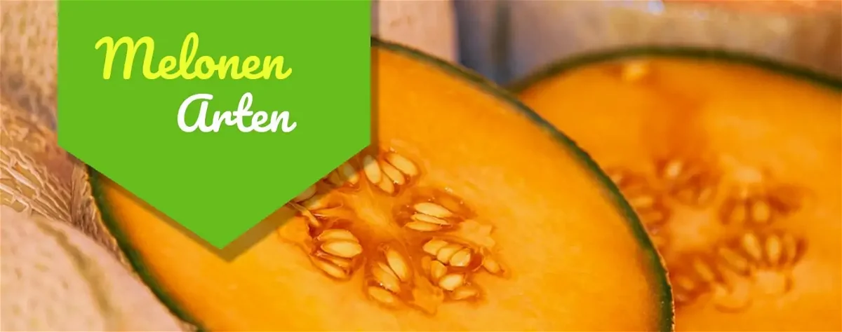 Melonenarten: Tolle Melonen-Sorten für Hobby-Gärtner im Überblick