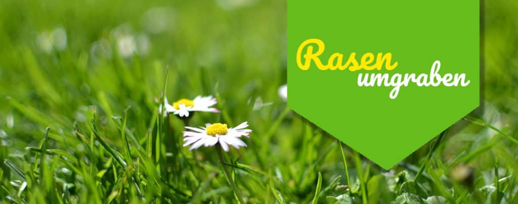 【ᐅ】Blaukorn für den Rasen verwenden? ᐅ Wann lieber sein lassen?