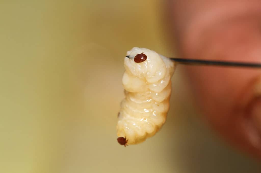 Varroa Milbe sitzt auf einer Bienenlarve
