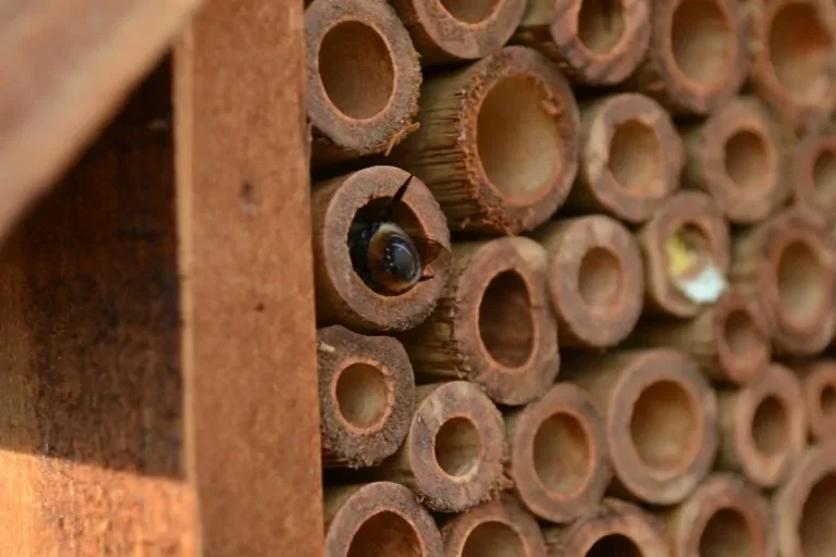 Biene klettert in Bambushaus