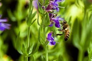 Biene sizt auf Ysop Blüte