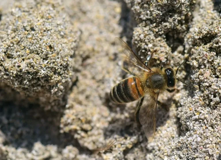 Biene im Sand