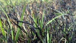 【ᐅ】Rasen verbrannt? ᐅ So schaffst Du schnell Abhilfe