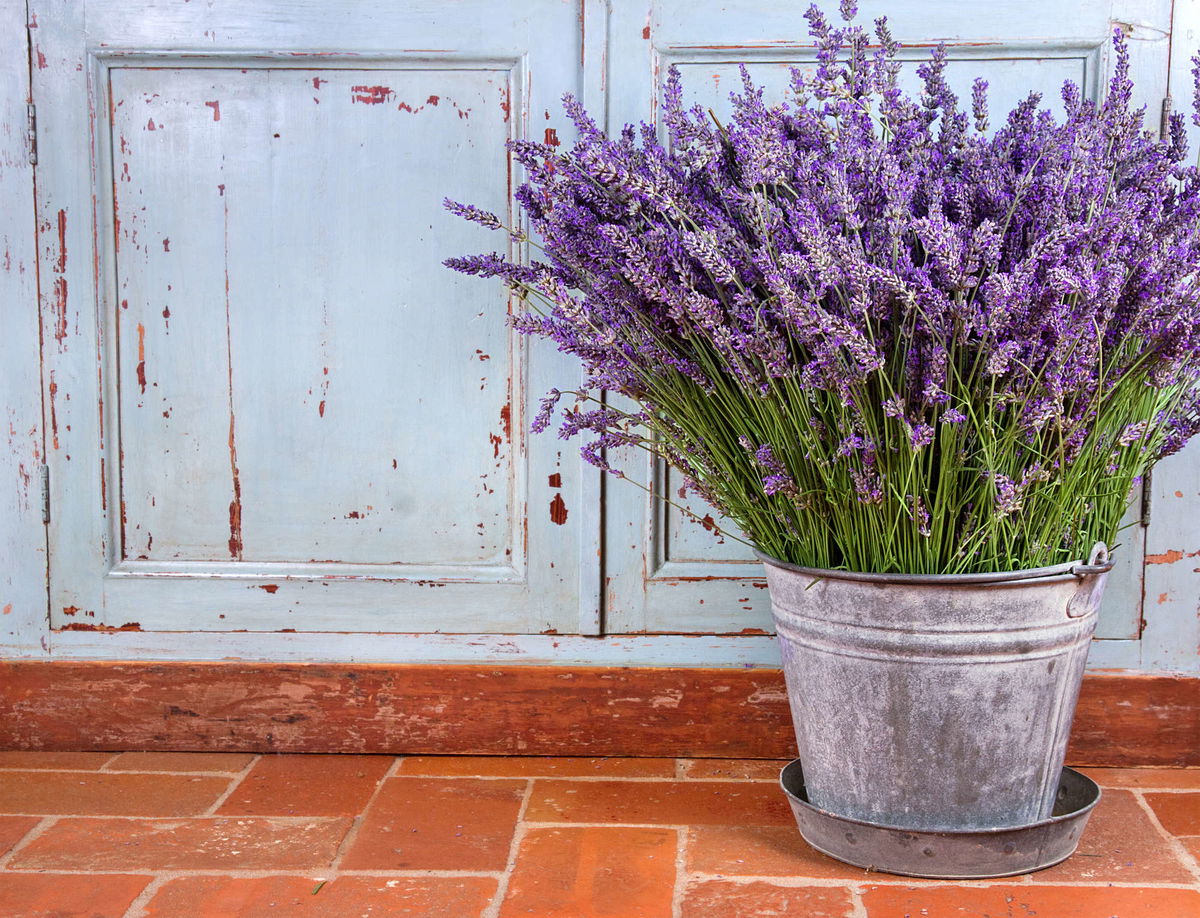 Lavendel schneiden So nimmst Du den Frühjahrs, Sommer und