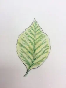 Blatt einer Pflanze mit Eisenmangel