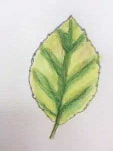 Blatt einer Pflanze mit Magnesiummangel