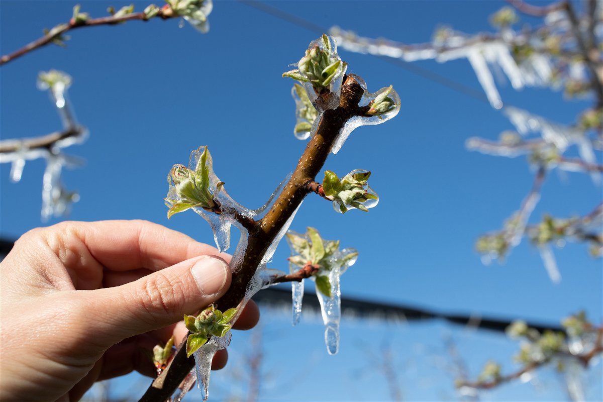 Winterschutz für Kübelpflanzen: So überstehen Deine Topfpflanzen jeden Frost