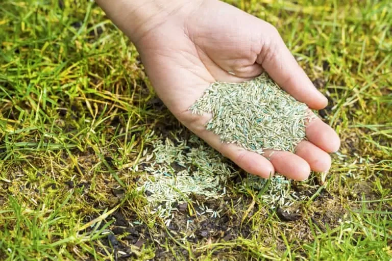 Eine Hand düngt einen grünen Rasen