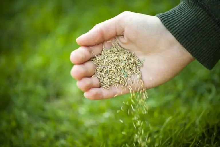 Eine Hand sät Rasensamen auf Gras