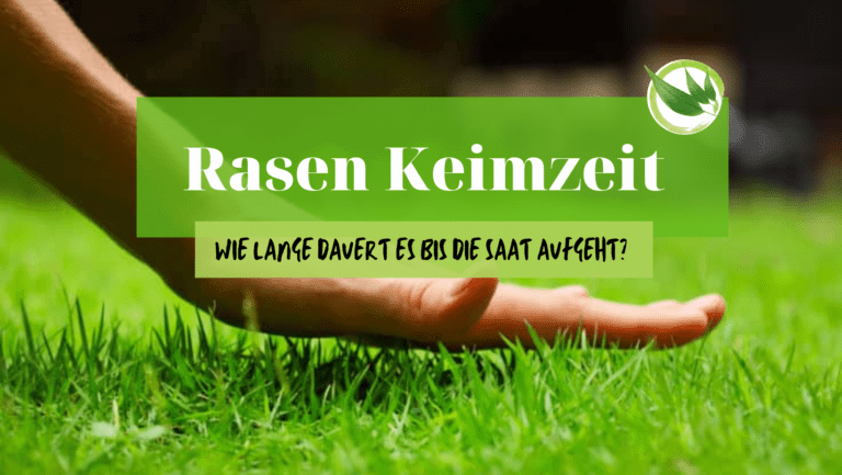 【ᐅ】Rasensand Test 2022 Die besten im Vergleich