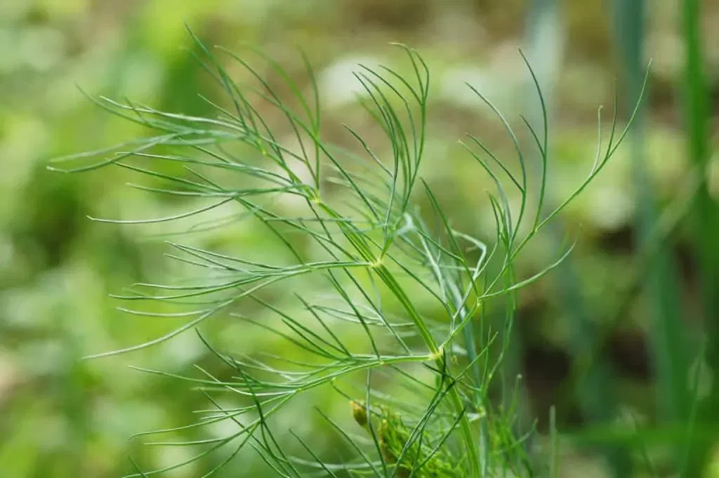 ... Dill,