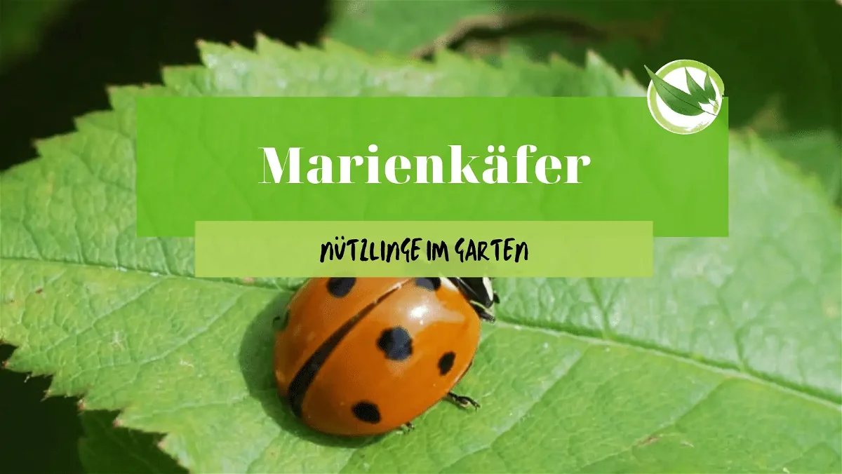 Nützling Marienkäfer: So nutzt Du sie als natürliche Schädlingsbekämpfung