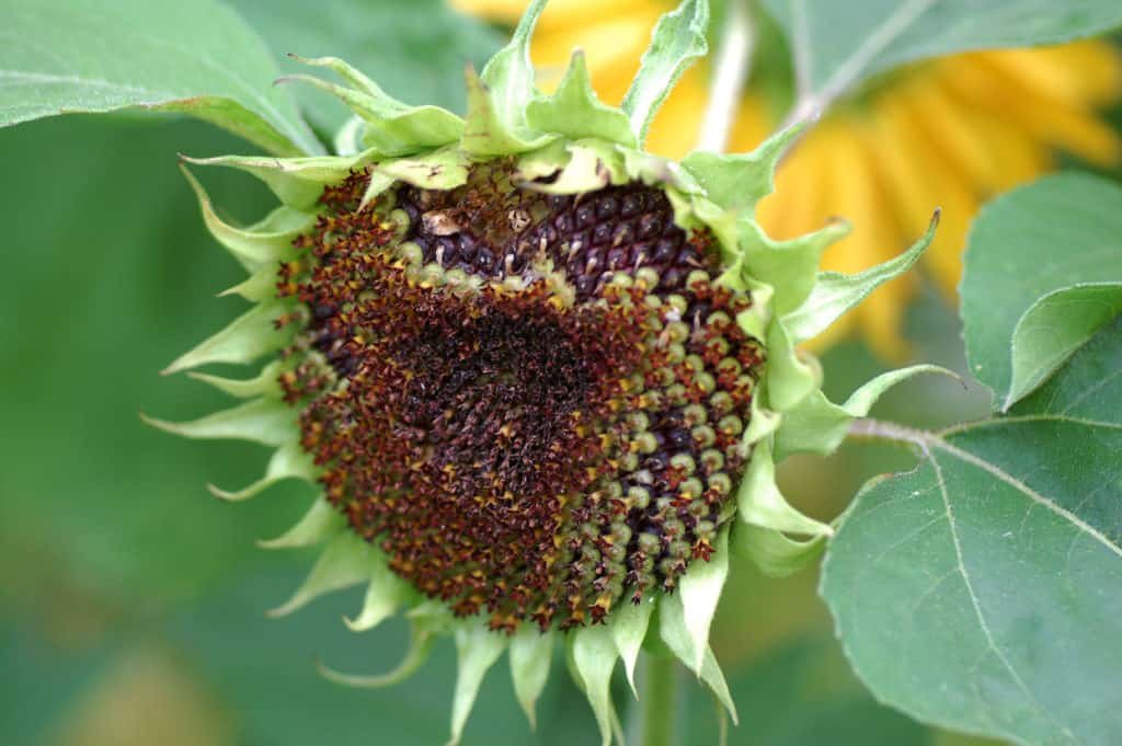 Sonnenblumensamen sind beliebte Energiespender während der kalten Jahreszeit.