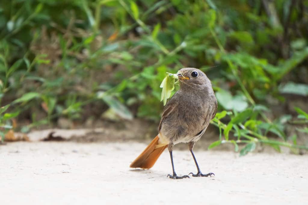 Vogelfreundlicher Garten 10 Tipps wie Du Vögel in den Garten lockst