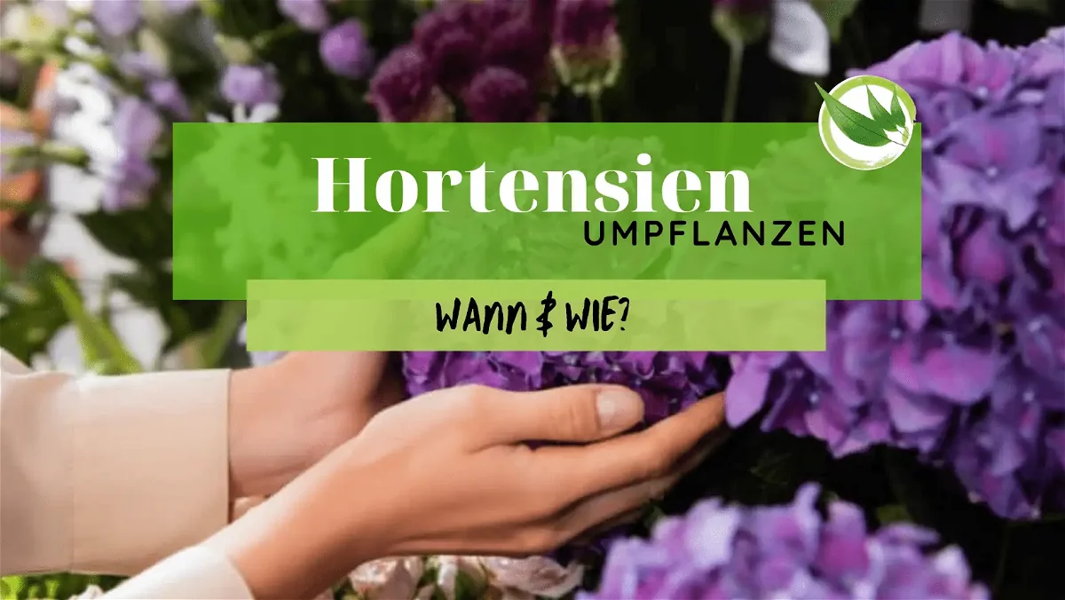 Hortensien umpflanzen – Wann & Wie man es macht