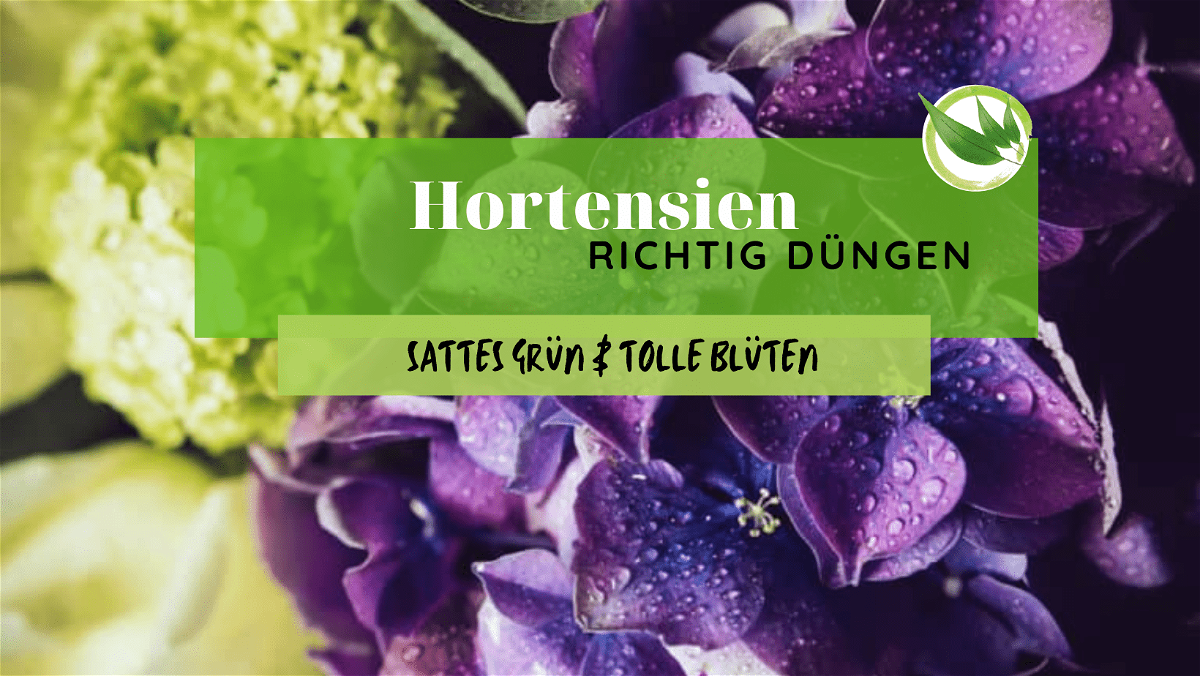 Hortensien richtig düngen – Sattes Grün & tolle Blüten